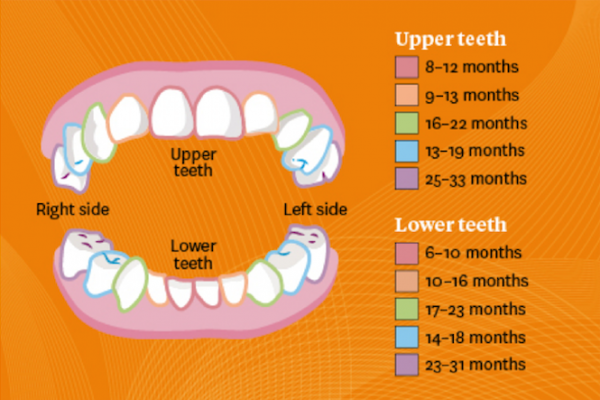 Illustration of the ages &amp; stages of teething in children