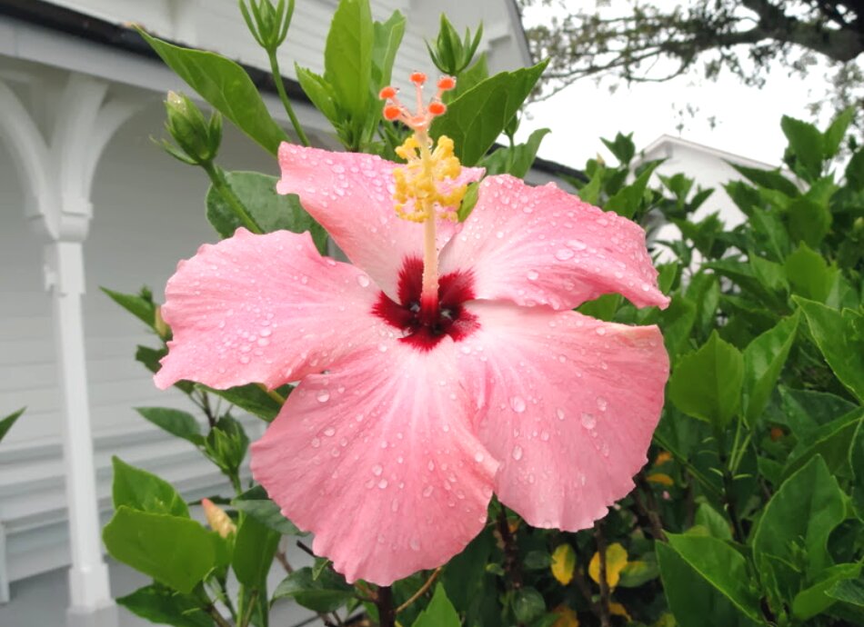 Hibiscus flower HN 950x690